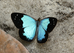 Lymanopoda caeruleata