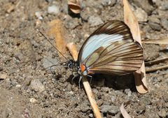 Pieriballia viardi