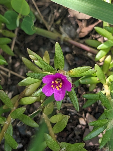 Portulaca pilosa