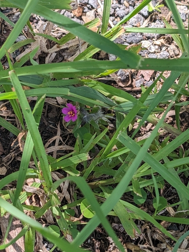 Portulaca pilosa