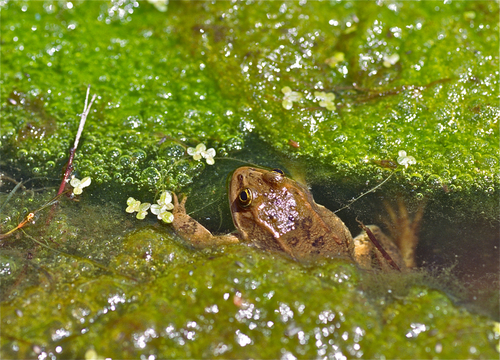 Columbia Spotted Frog photographed in Oregon