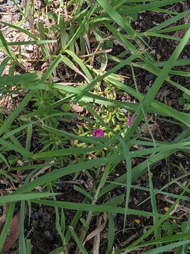 Portulaca pilosa