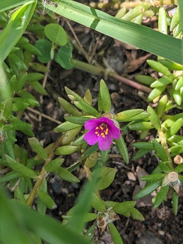 Portulaca pilosa