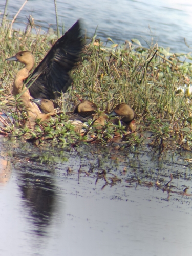 Fulvous Whistling Duck (Dendrocygna bicolor), photo 8