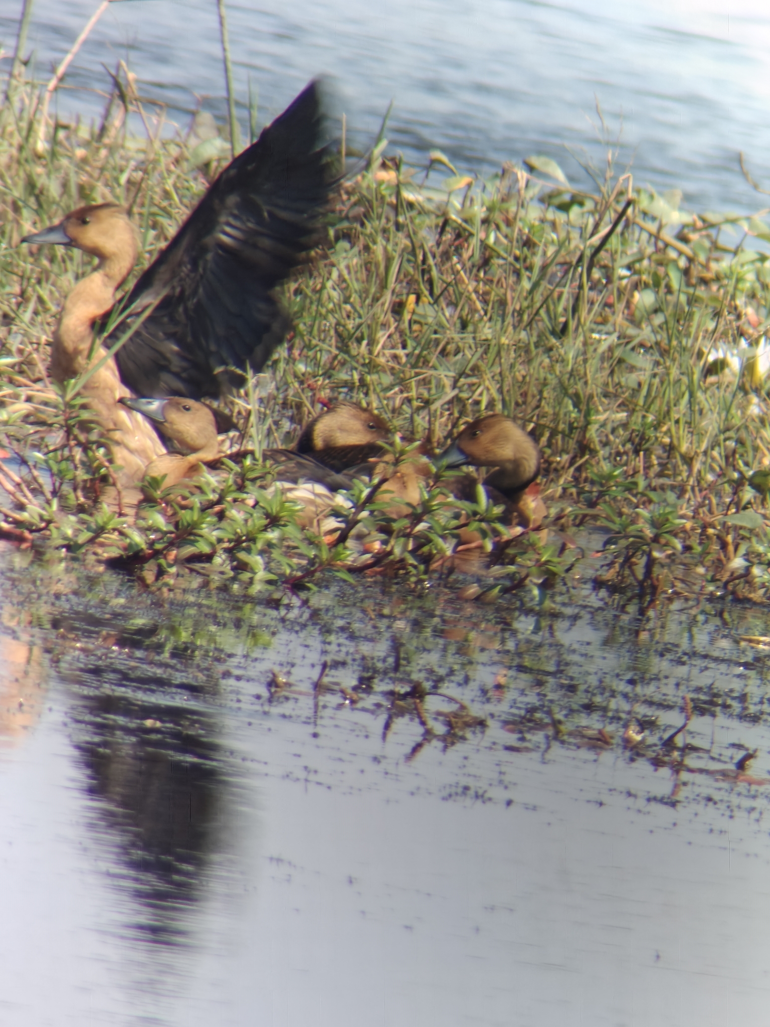 Fulvous Whistling Duck (Dendrocygna bicolor), photo 9