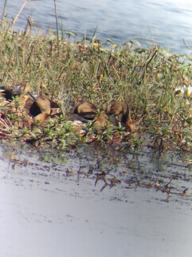 Fulvous Whistling Duck (Dendrocygna bicolor), photo 9
