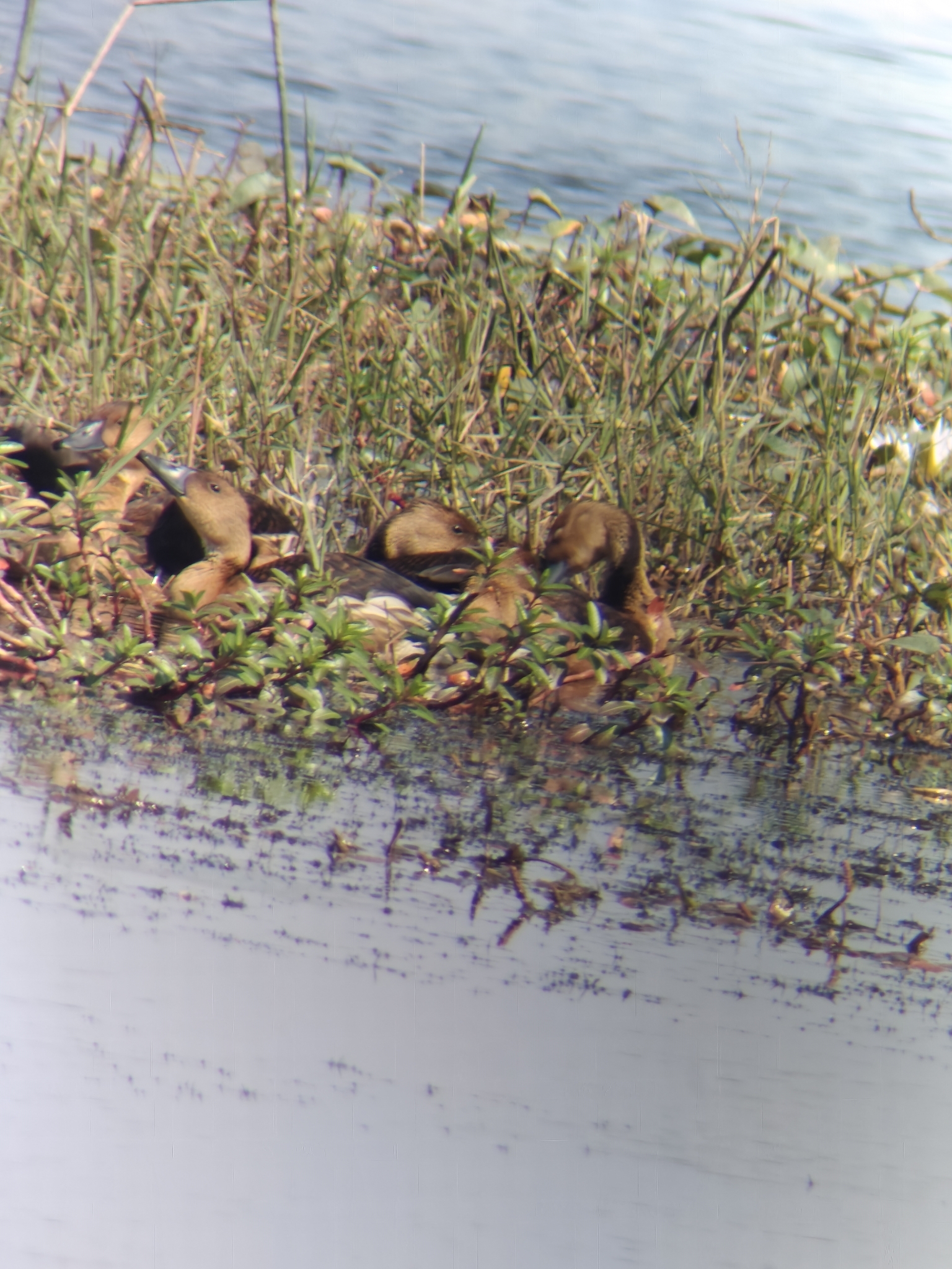 Fulvous Whistling Duck (Dendrocygna bicolor), photo 10