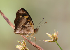 Anthanassa acesas