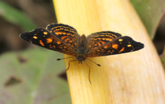 Anthanassa acesas