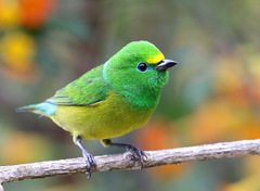 Chlorophonia cyanea