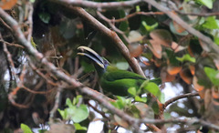 Aulacorhynchus sulcatus