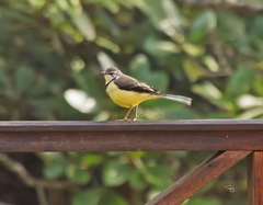 Motacilla flaviventris