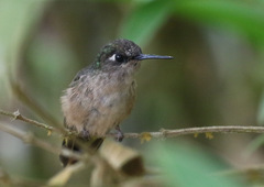 Anthocephala floriceps