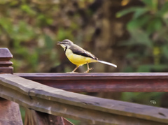 Motacilla flaviventris