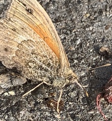 Cosmosatyrus leptoneuroides