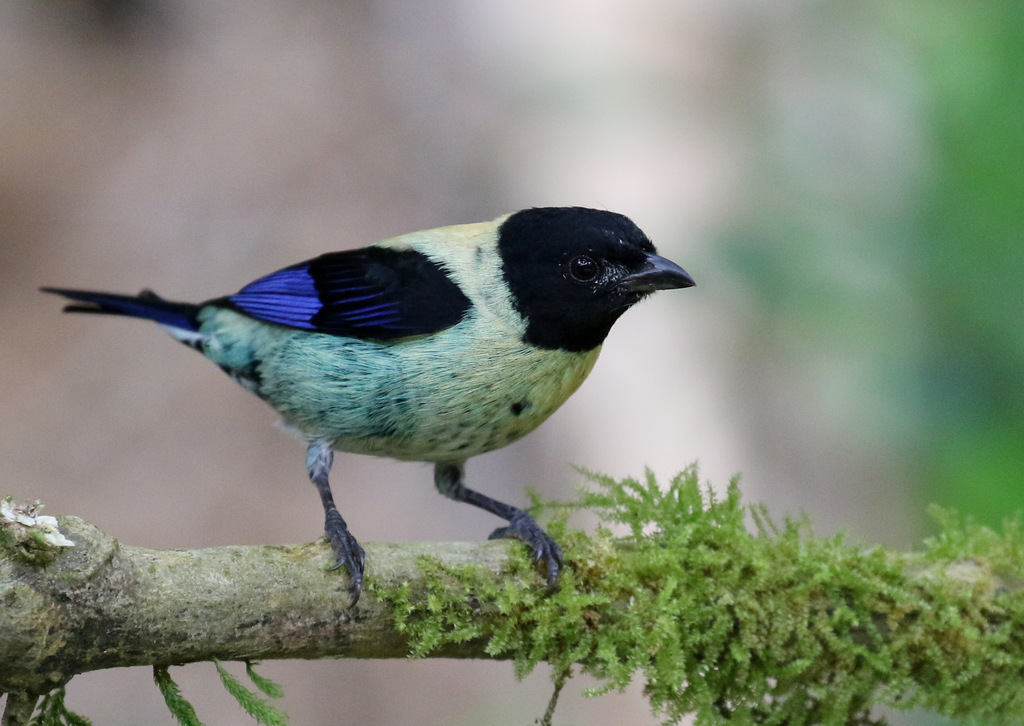 Black-headed Tanager photo