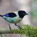 Black-headed Tanager - Photo (c) guyincognito, some rights reserved (CC BY-NC), uploaded by guyincognito