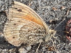 Cosmosatyrus leptoneuroides