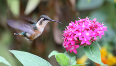 Chaetocercus astreans