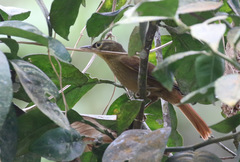 Anabacerthia striaticollis