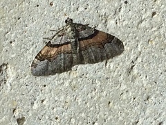 Xanthorhoe labradorensis