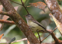 Vireo leucophrys