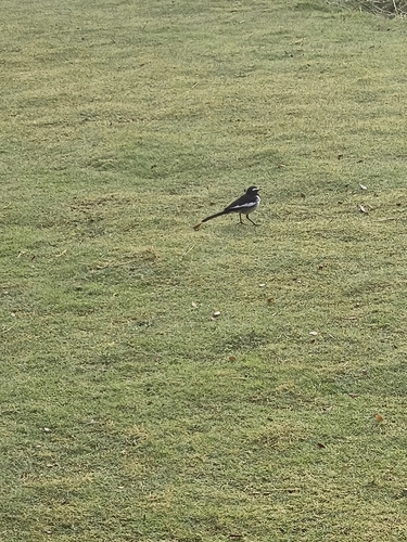 White-browed Wagtail (Motacilla maderaspatensis), photo 3