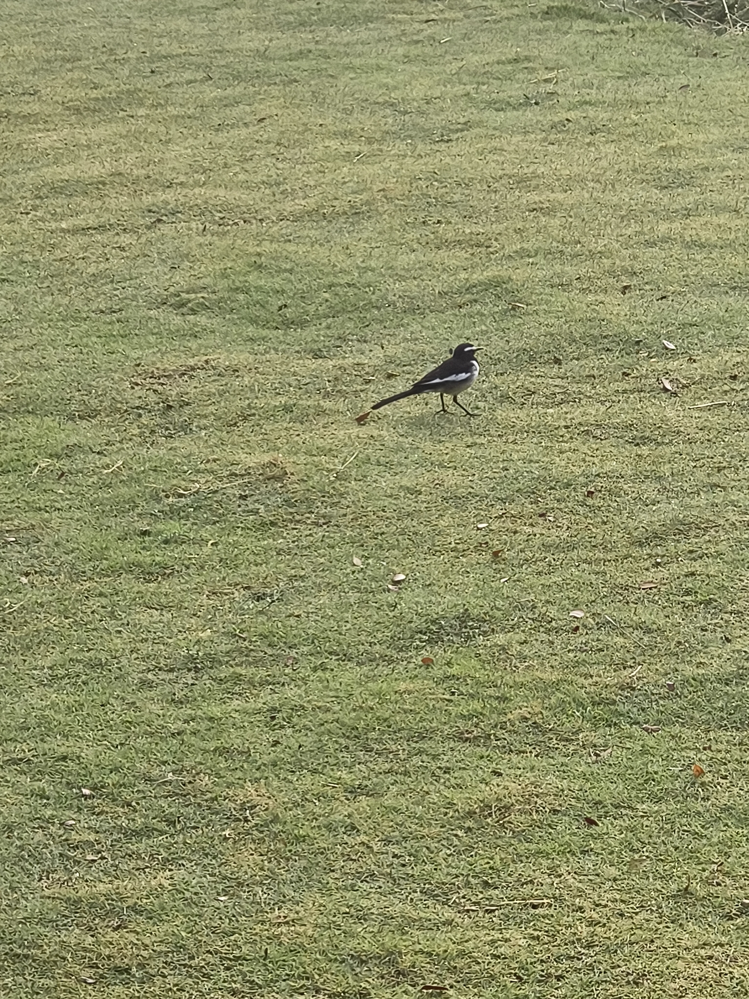 White-browed Wagtail (Motacilla maderaspatensis), photo 3