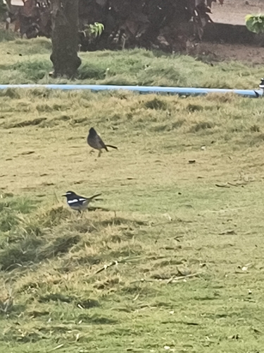 White-browed Wagtail (Motacilla maderaspatensis), photo 4