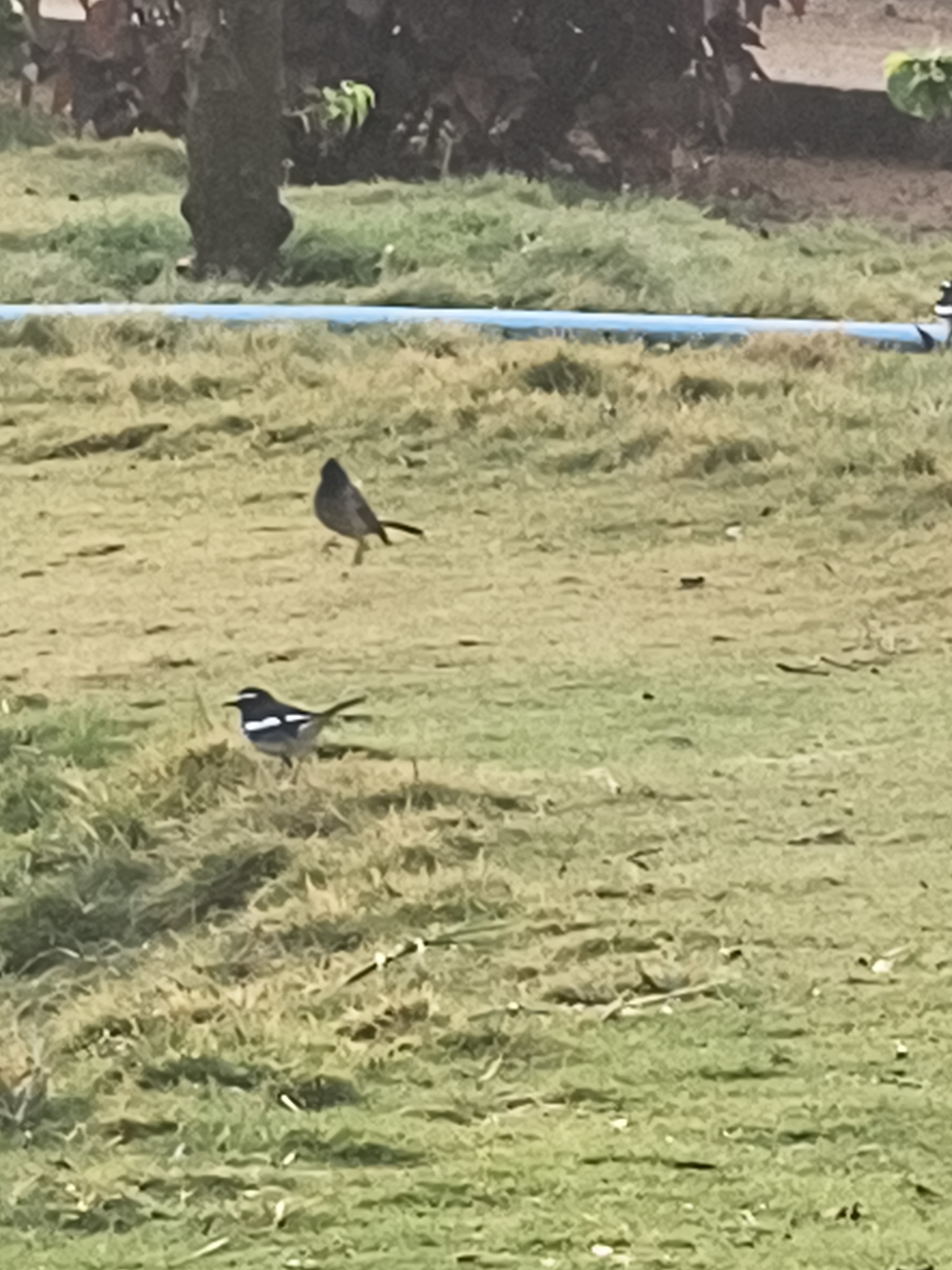 White-browed Wagtail (Motacilla maderaspatensis), photo 4