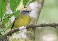 Myiothlypis conspicillata