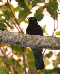 Turdus flavipes