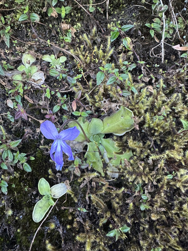 Pinguicula moranensis (Pinguicula moranensis)