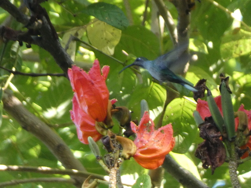 Violet Sabrewing (Campylopterus hemileucurus), photo 8