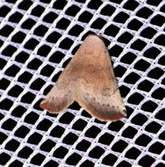 Mataeomera mesotaenia