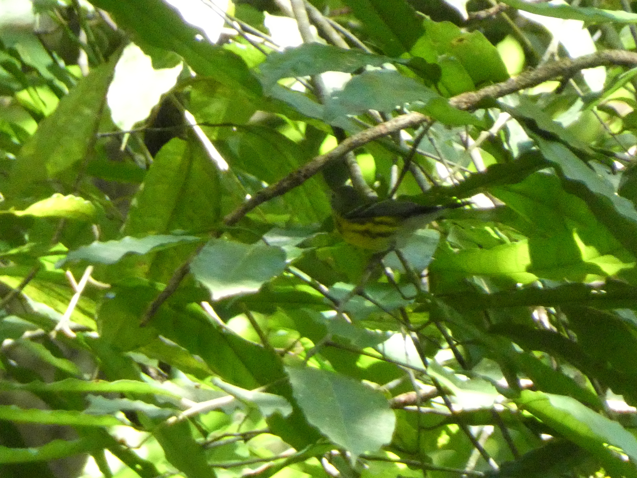 Magnolia Warbler (Setophaga magnolia), photo 6