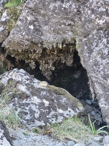 New Zealand Rockwren (Xenicus gilviventris)
