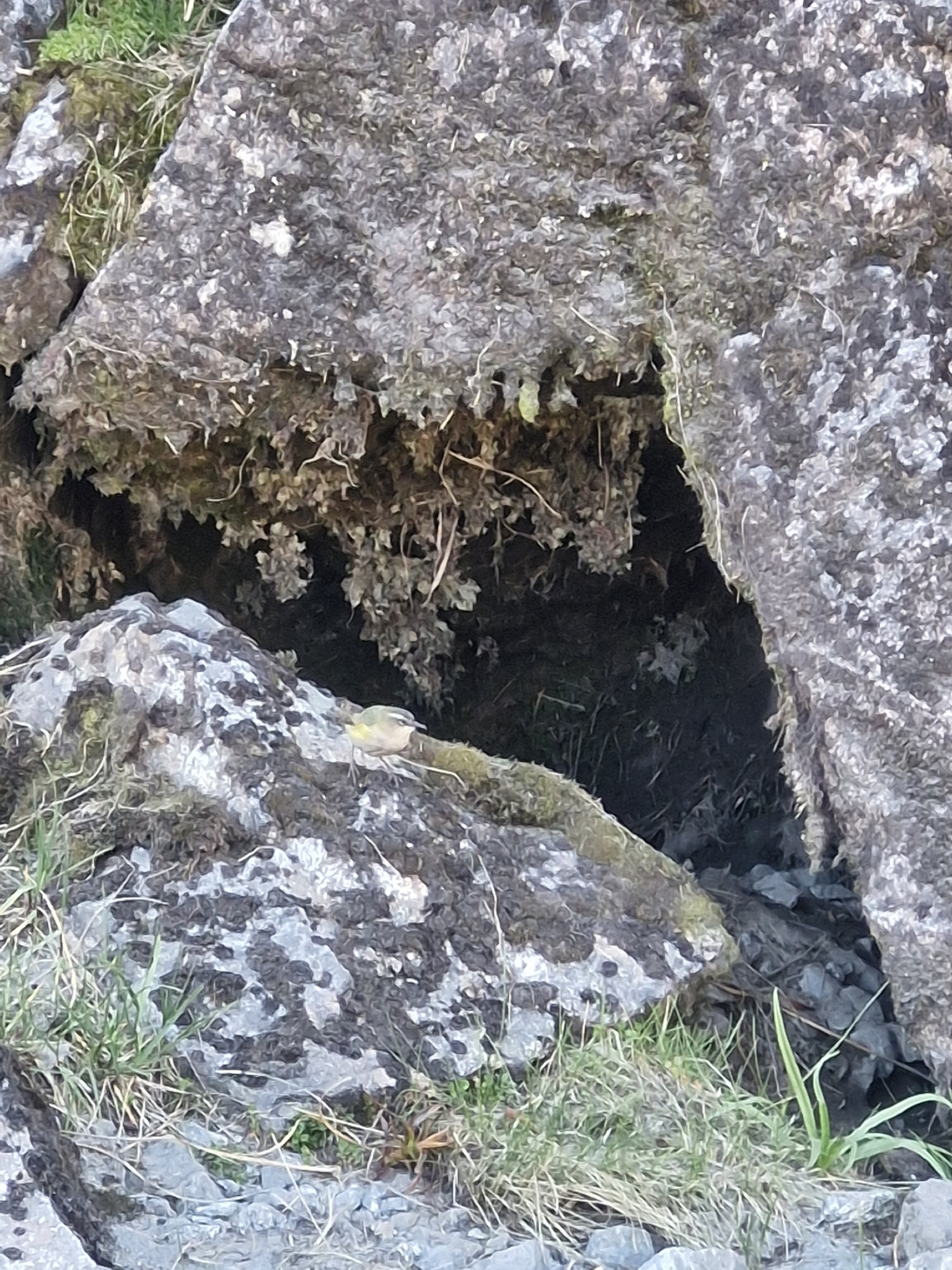 New Zealand Rockwren (Xenicus gilviventris), photo 1