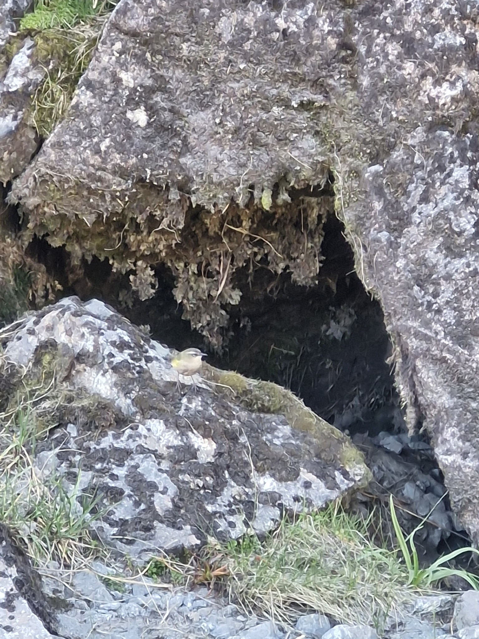 New Zealand Rockwren (Xenicus gilviventris), photo 2