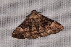 Aporoctena scierodes