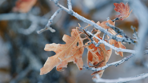Quercus gambelii
