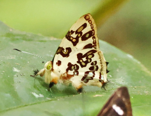 Anteros acheus