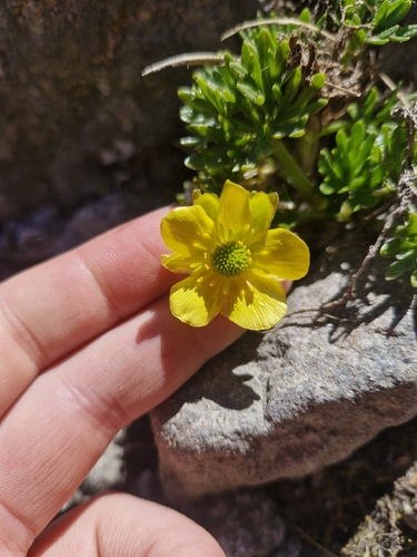 Ranunculus sericophyllus, photograph 1