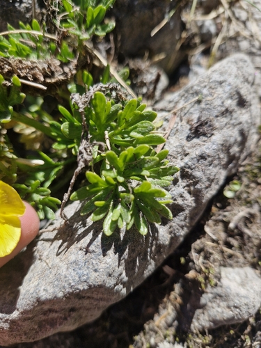 Ranunculus sericophyllus, photograph 2
