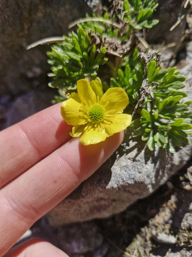 Ranunculus sericophyllus, photograph 3