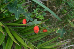 Solena amplexicaulis