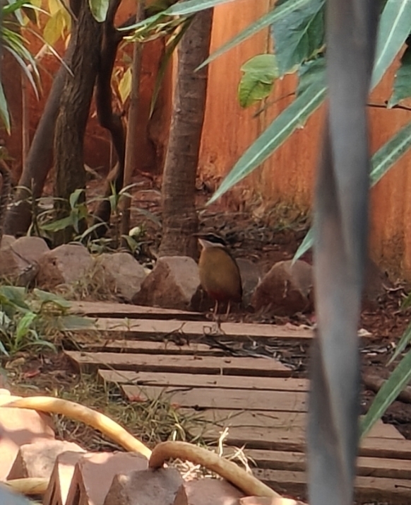 Indian Pitta (Pitta brachyura), photo 1