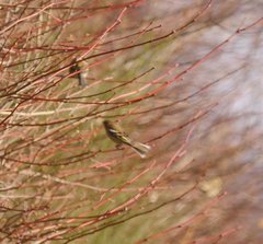 Fringilla coelebs coelebs