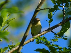 Vireo bellii