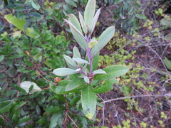 Comarostaphylis discolor